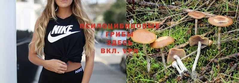 купить наркотики цена  Белово  Псилоцибиновые грибы Psilocybe 